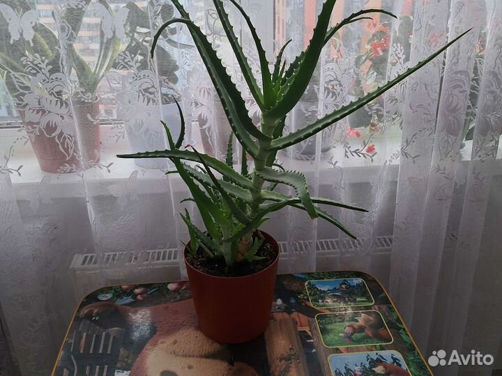 Комнатные цветы алоэ