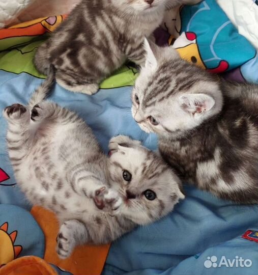 Настоящие Шотландские Котята