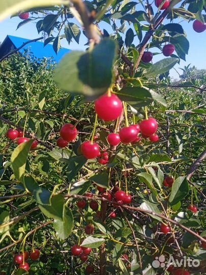 Вишня ягода свежая