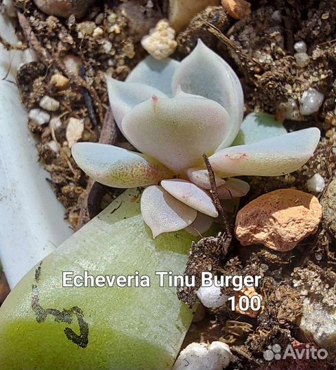 Суккуленты