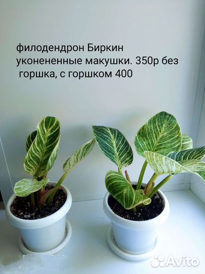 Филодендрон биркин