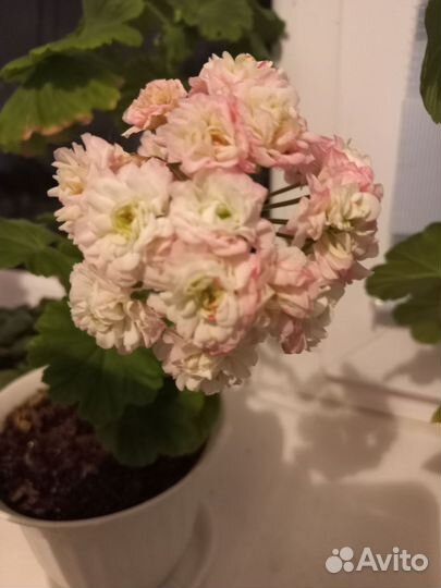 Пеларгония герань сортовая Анна Жанет