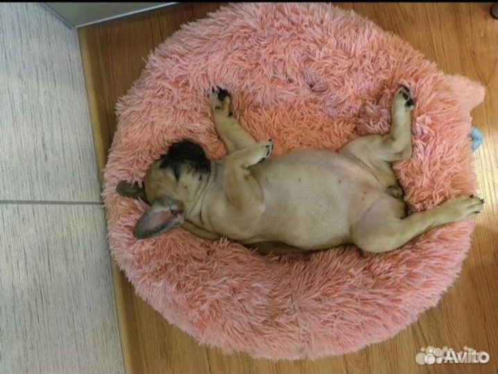 Лежанка для животных бу