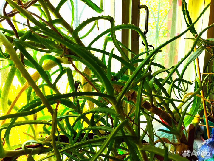 Комнатные цветы