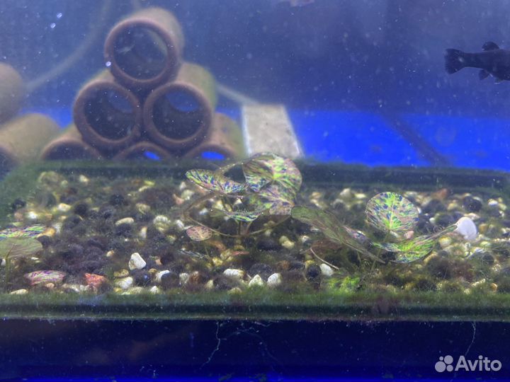 Аквариумные рыбки