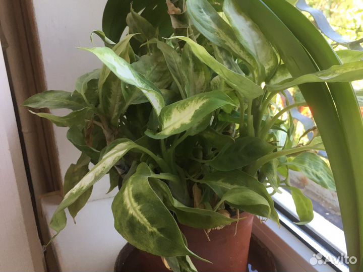 Комнатные цветы