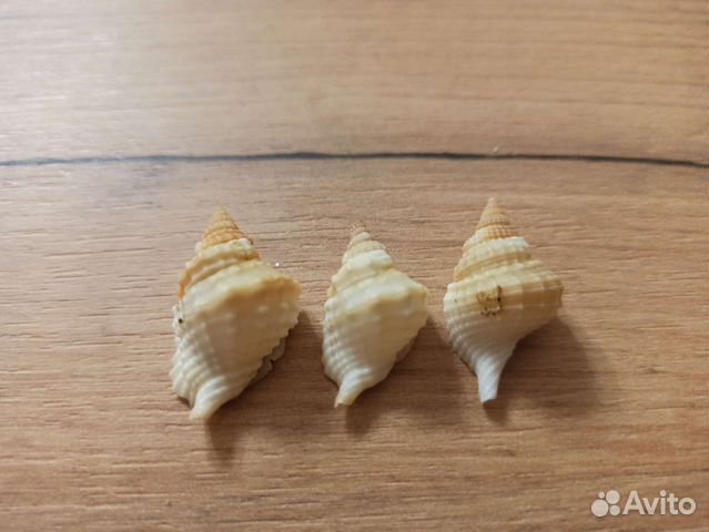 Морская раковина