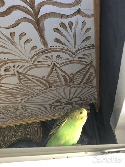 Птенцы волнистый попугай