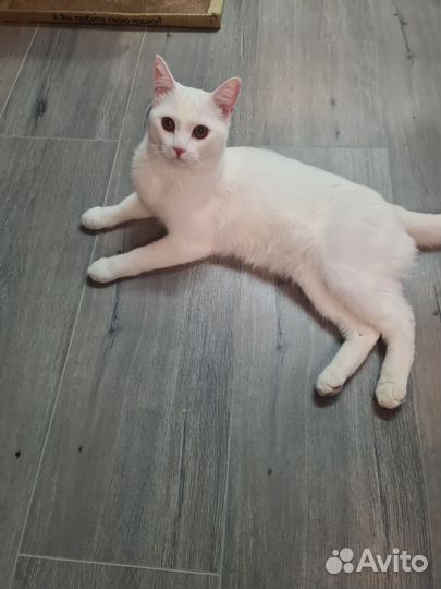 Котики бесплатно