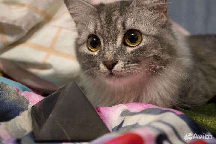 Пирамида из Шунгита полированная 3-10 см