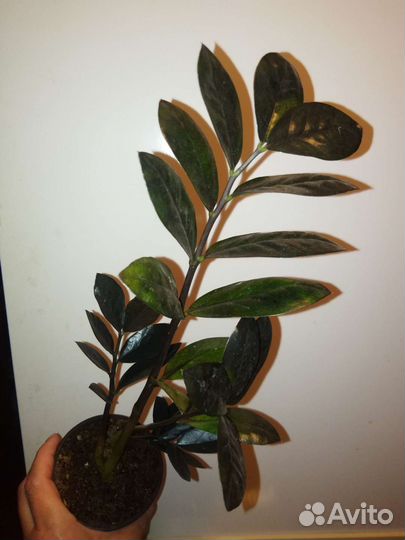 Замиокулькас черный raven