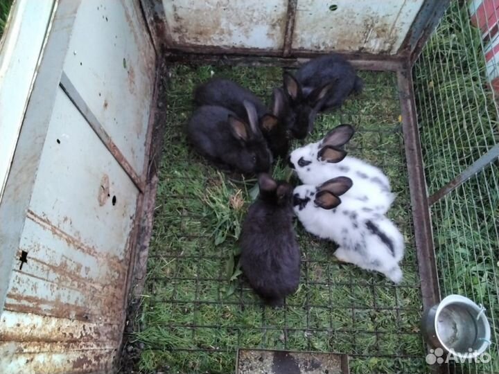 Кролики мясных пород