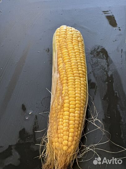 Кукуруза
