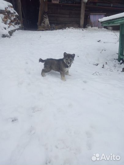 Отдам щенят