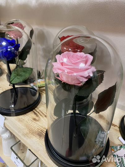 Самая большая вечная розы в колбе