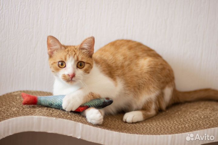 Рыжий котенок девочка