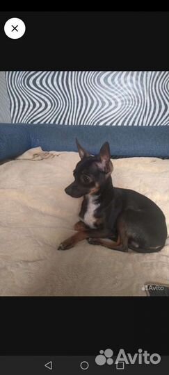 Мини той-терьер