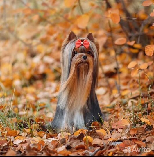 Йоркширский терьер вязка