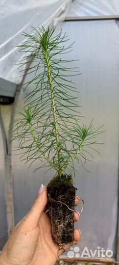 Саженцы ели зкс