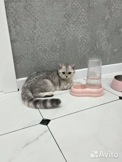 Британская серебристая шиншилла