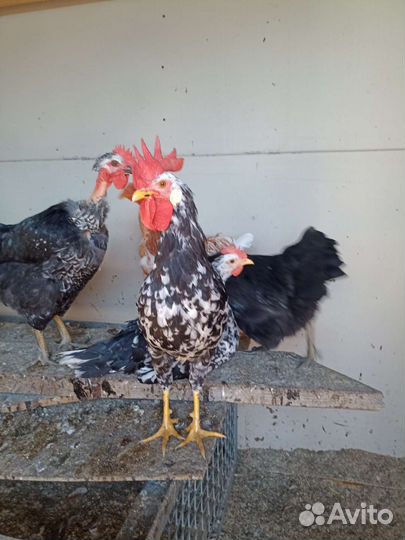 Молодые петушки