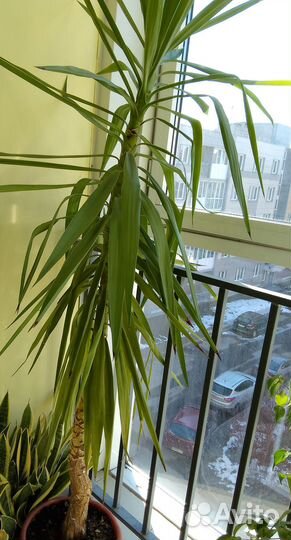 Комнатные цветы