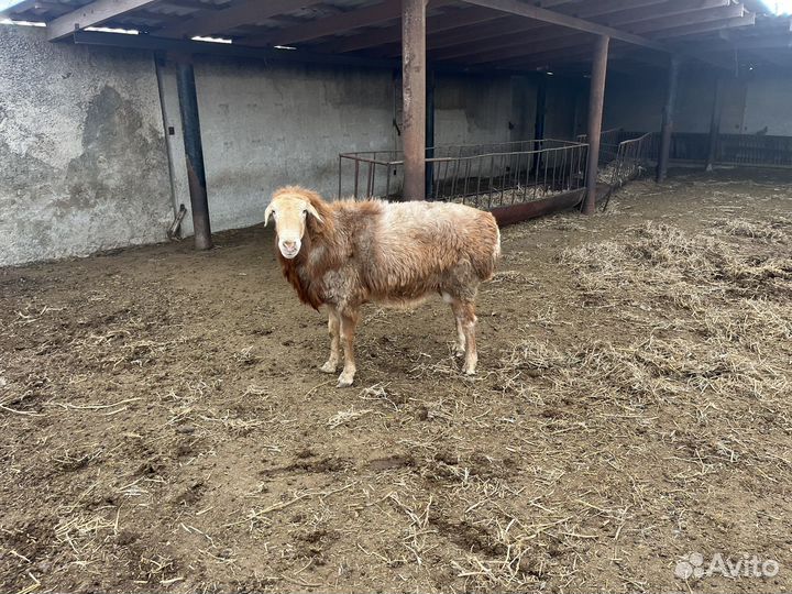 Крупный курдючный баран (кочкар), на племя