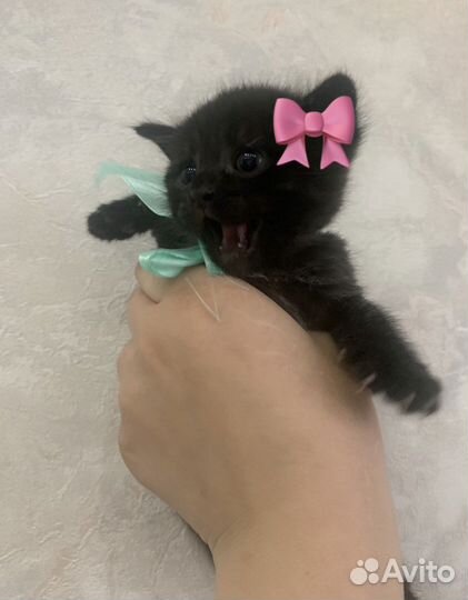 Британские котята
