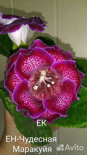 Глоксиния махровая листья