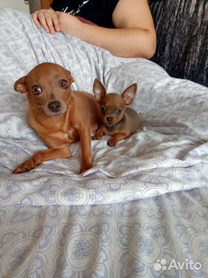 Мини тоечка