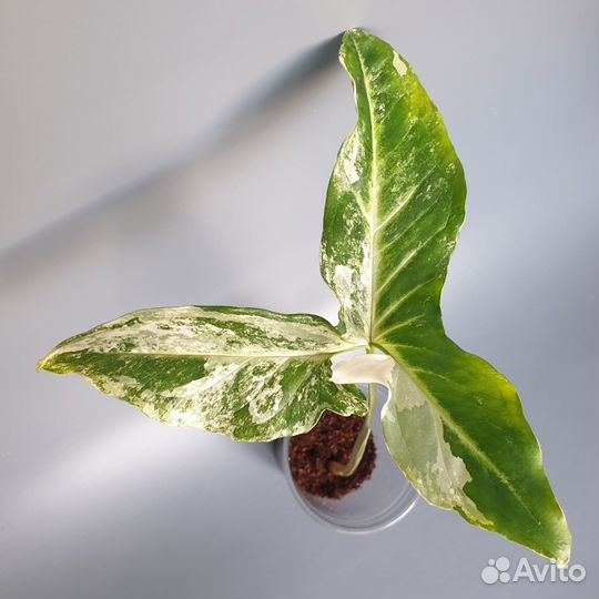 Сингониум ангустатум вариегатный