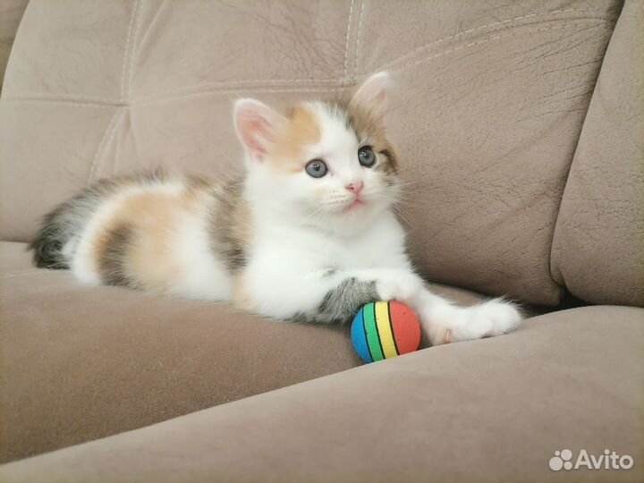 Кошки в добрые руки бесплатно