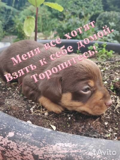 Собака в добрые руки отдам бесплатно