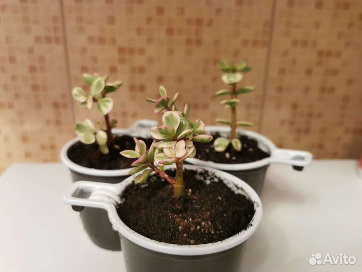 Портулакария