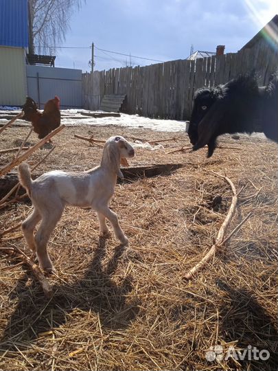 Нубийские козлята