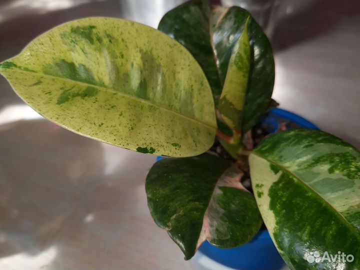 Фикус шривериана муншайн