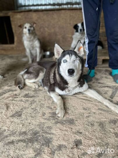 Сибирский хаски