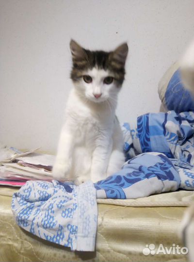 Изумительный котенок