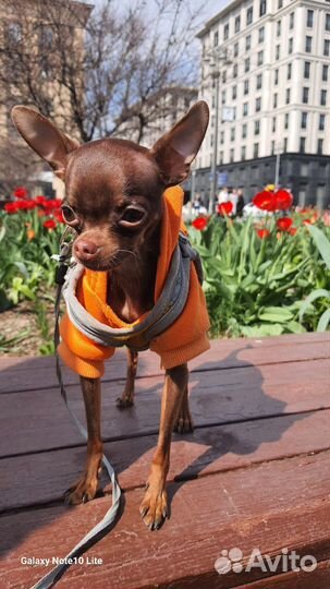 Вязка кобель русский той терьер