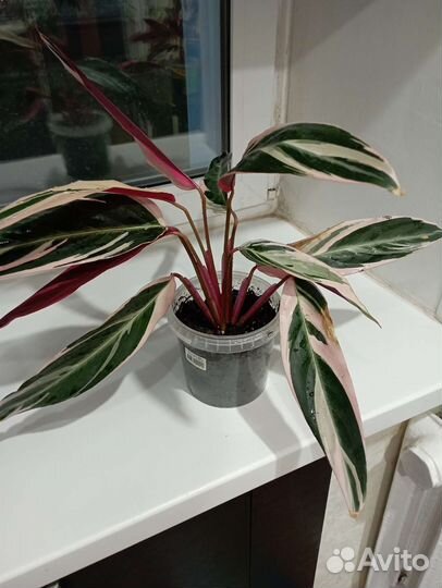 Строманта триколор