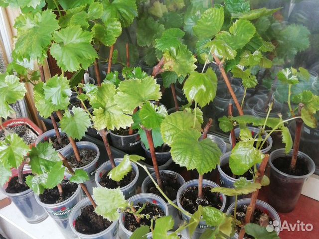 Виноград Русбол, Кодрянка, Ананасный