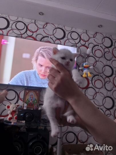 Британские котята