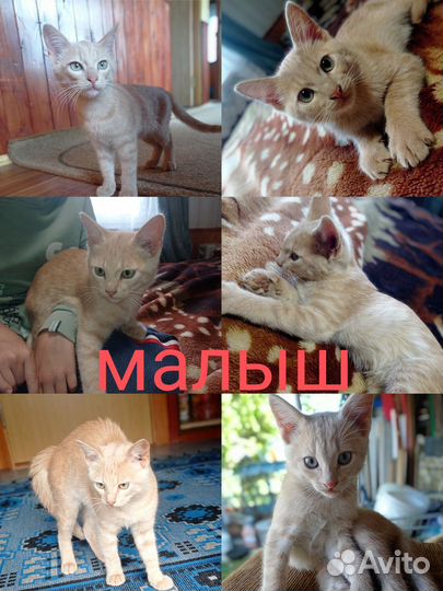 Кошка в дар бесплатно