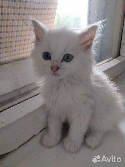 Котёнок белый