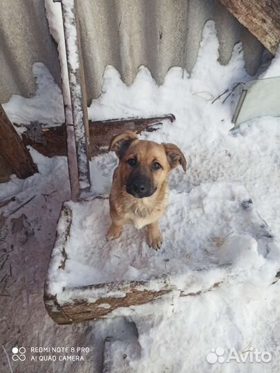 Щенок в добрые руки