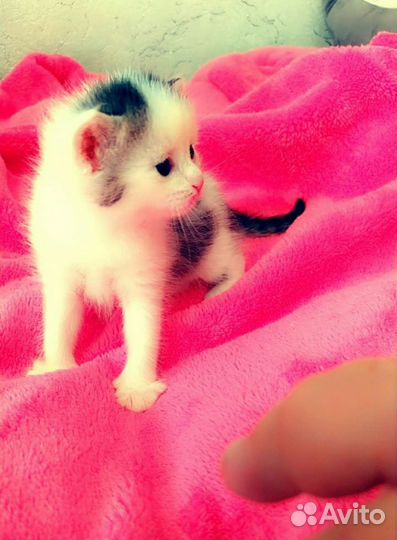 Котята в добрые руки бесплатно коты