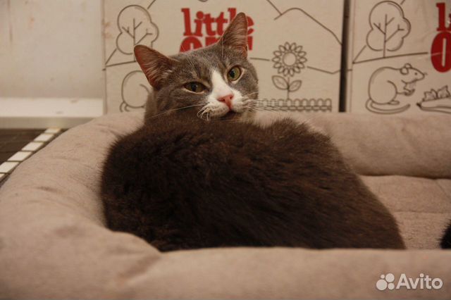 Мышка без хвостика