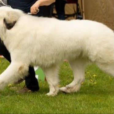 Пиренейская горная собака, щенок