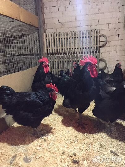 Джерсийский гигант куры цыплята яйцо доставка