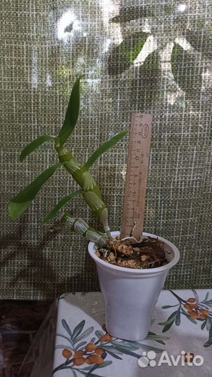 Орхидея дендробиум нобиле